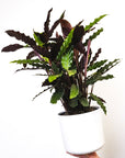 Calathea Rufibarba Elgergrass