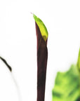Calathea Rufibarba Elgergrass